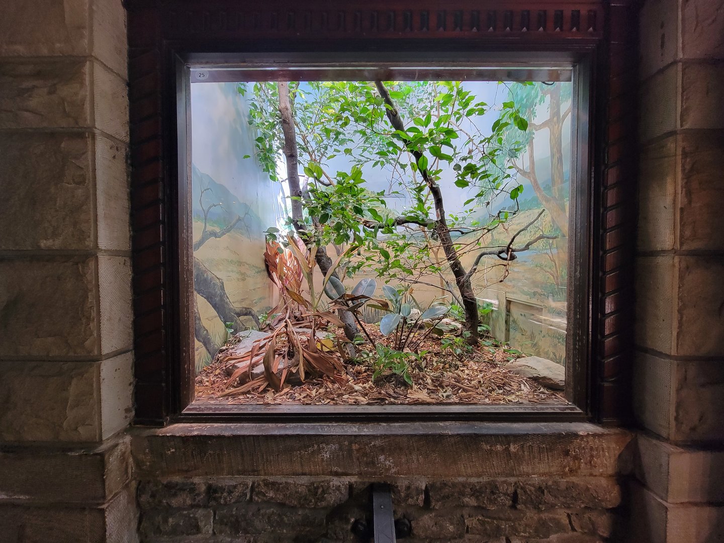 Toledo - Reptile House, Haitian green anole