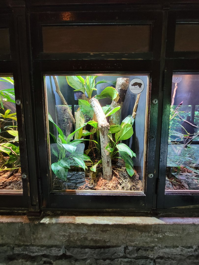 Toledo - Reptile House, Henkel's leaf-tailed gecko