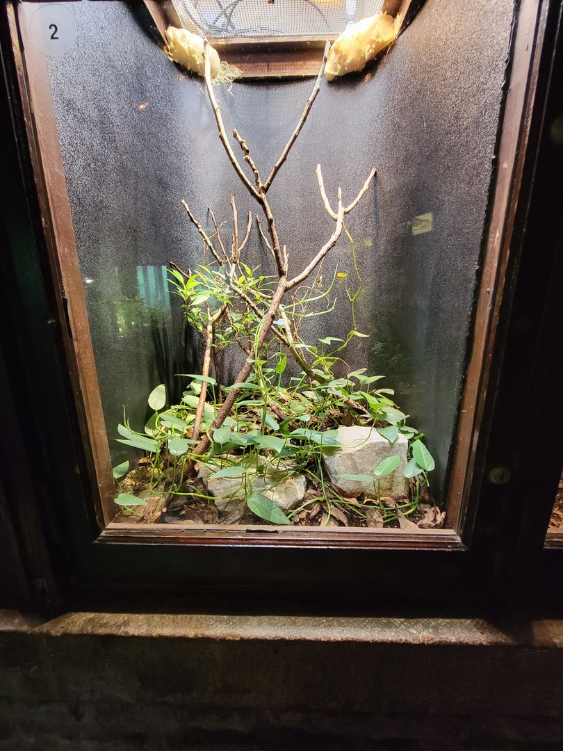 Toledo - Reptile House, Horned pit viper