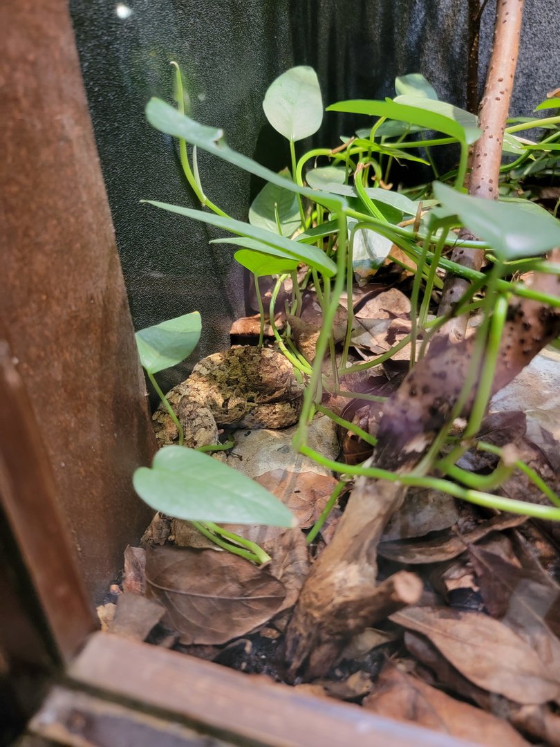 Toledo - Reptile House, Horned pit viper