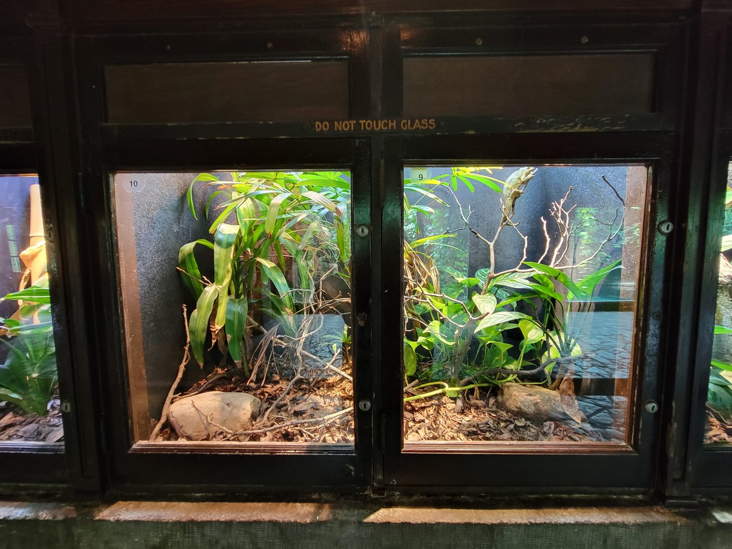 Toledo - Reptile House, Jackson's chameleon