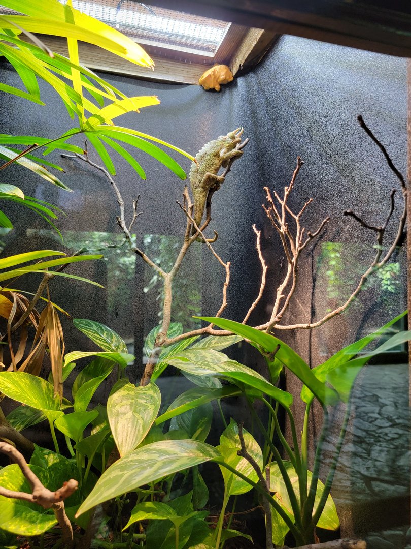 Toledo - Reptile House, Jackson's chameleon