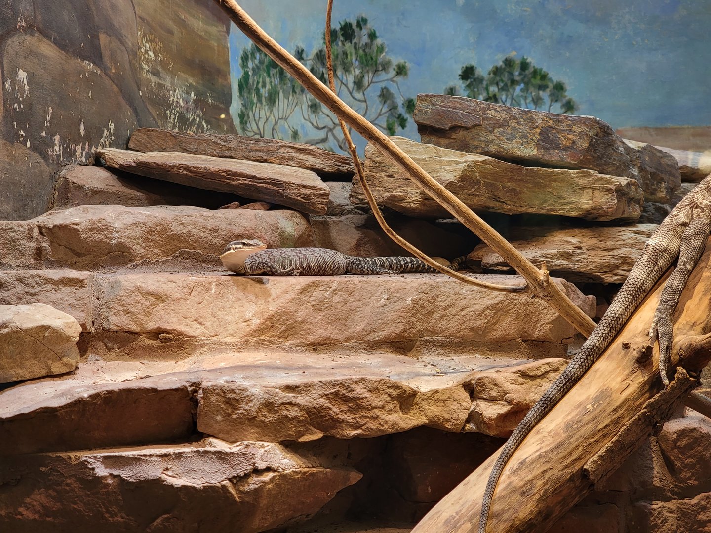 Toledo - Reptile House, Kimberley rock monitor (and rear half of a frilled dragon)