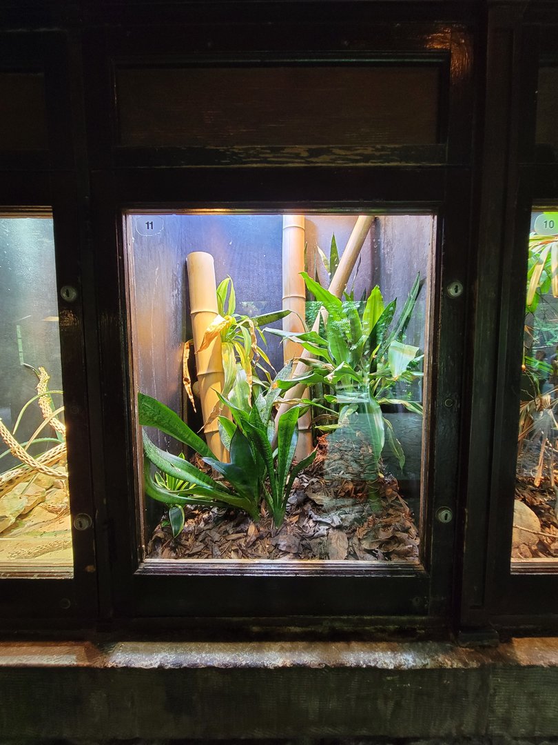 Toledo - Reptile House, Madagascar day gecko