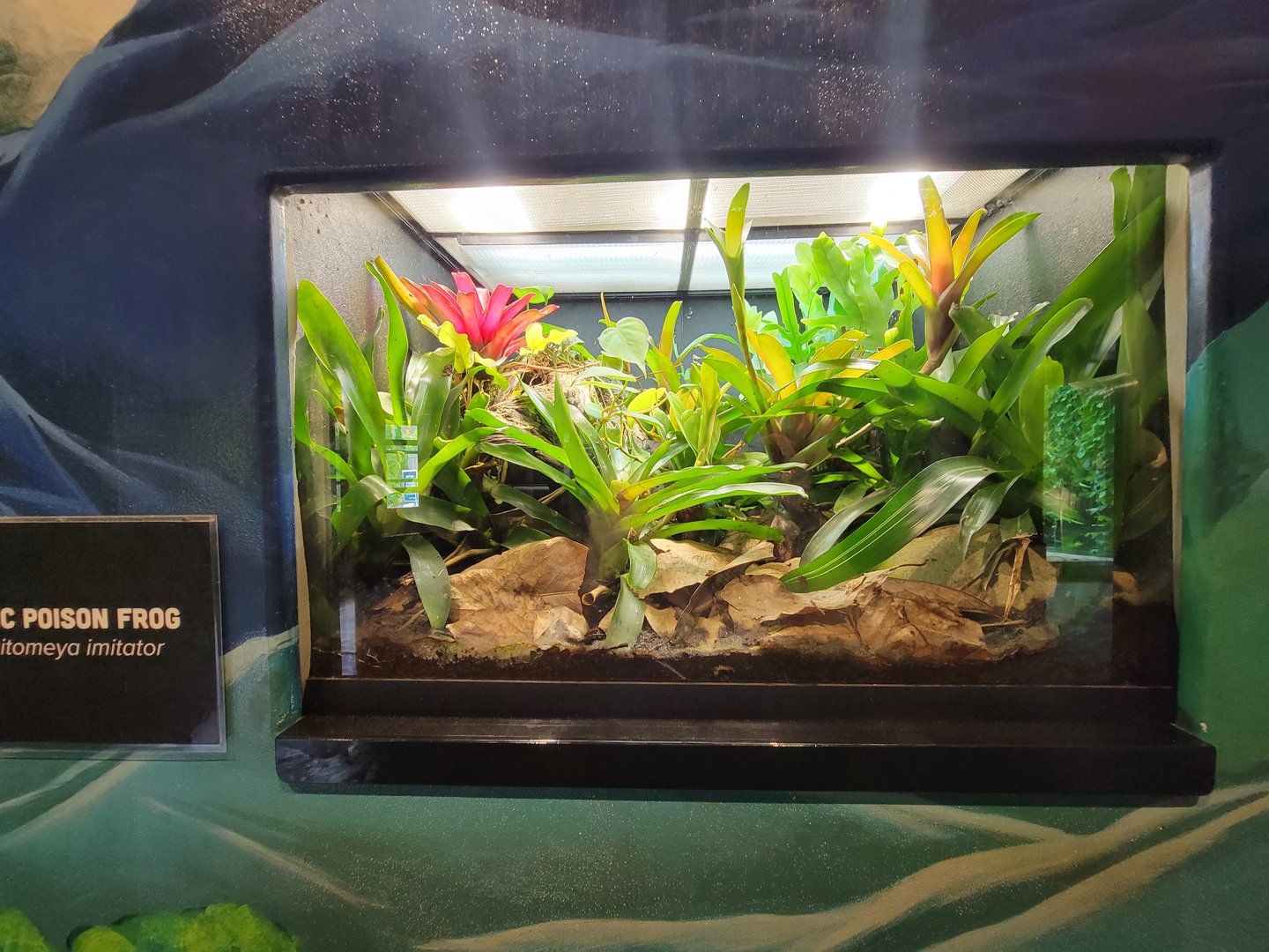 Toledo - Reptile House, Mimic poison dart frog