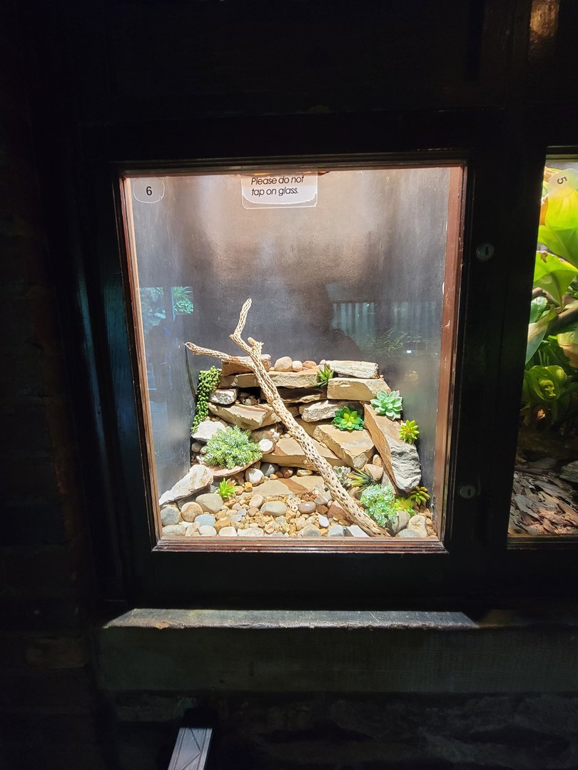 Toledo - Reptile House, Mottled rock rattlesnake