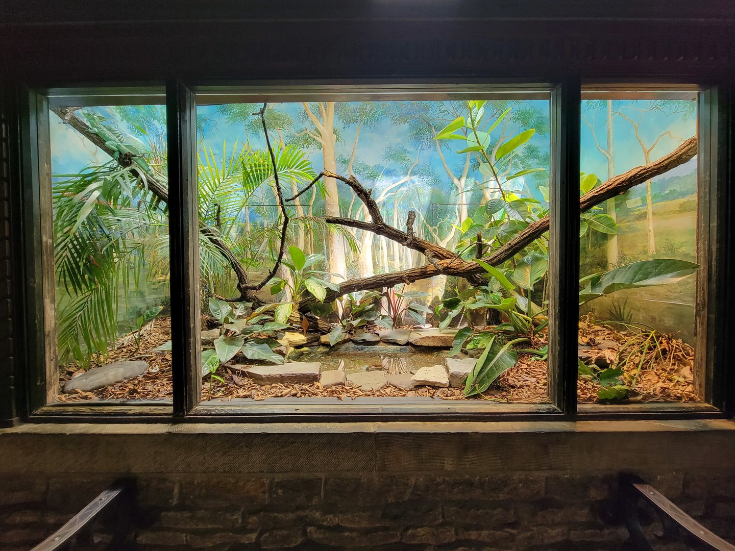 Toledo - Reptile House, Plumed basilisk