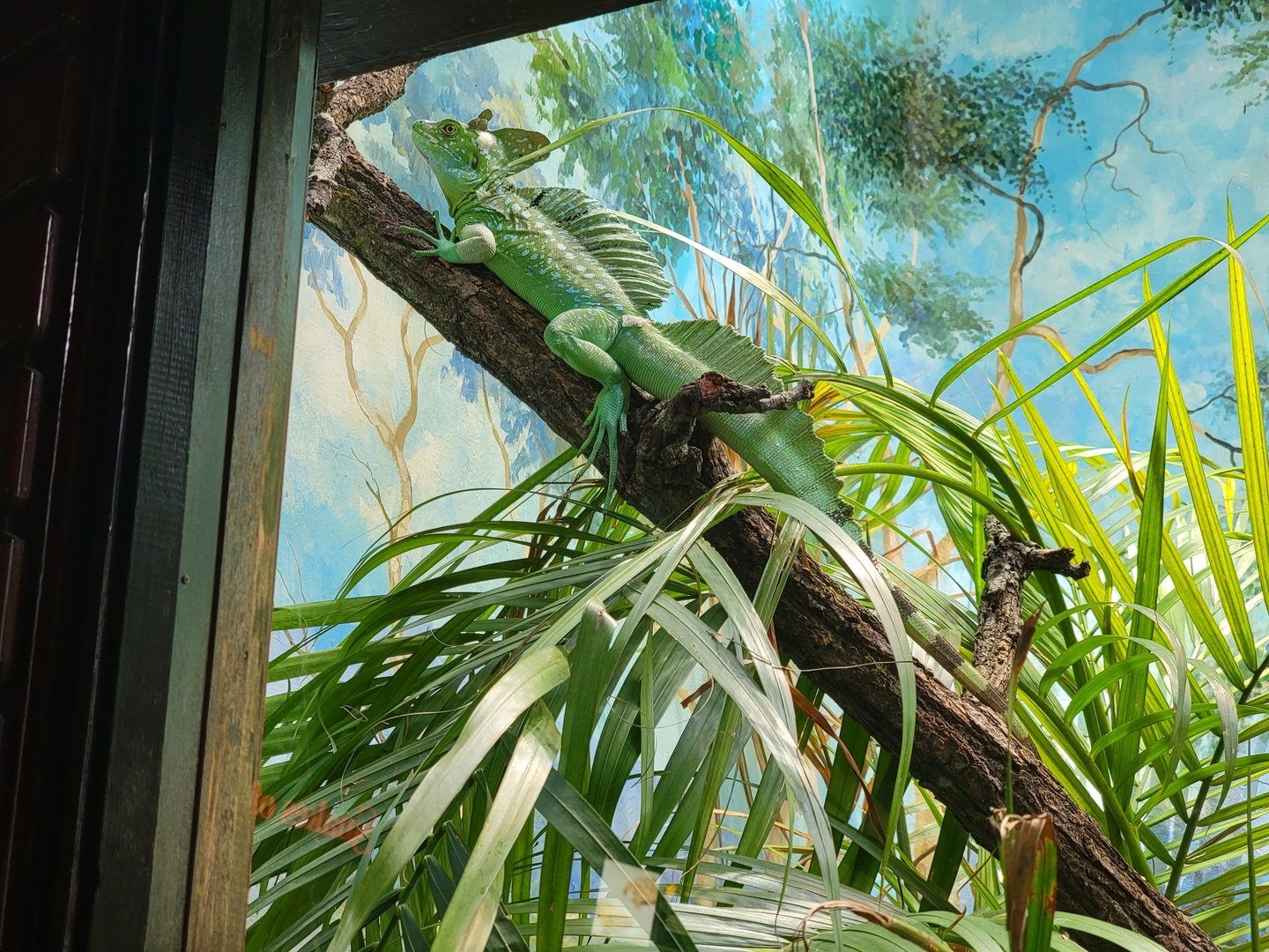 Toledo - Reptile House, Plumed basilisk