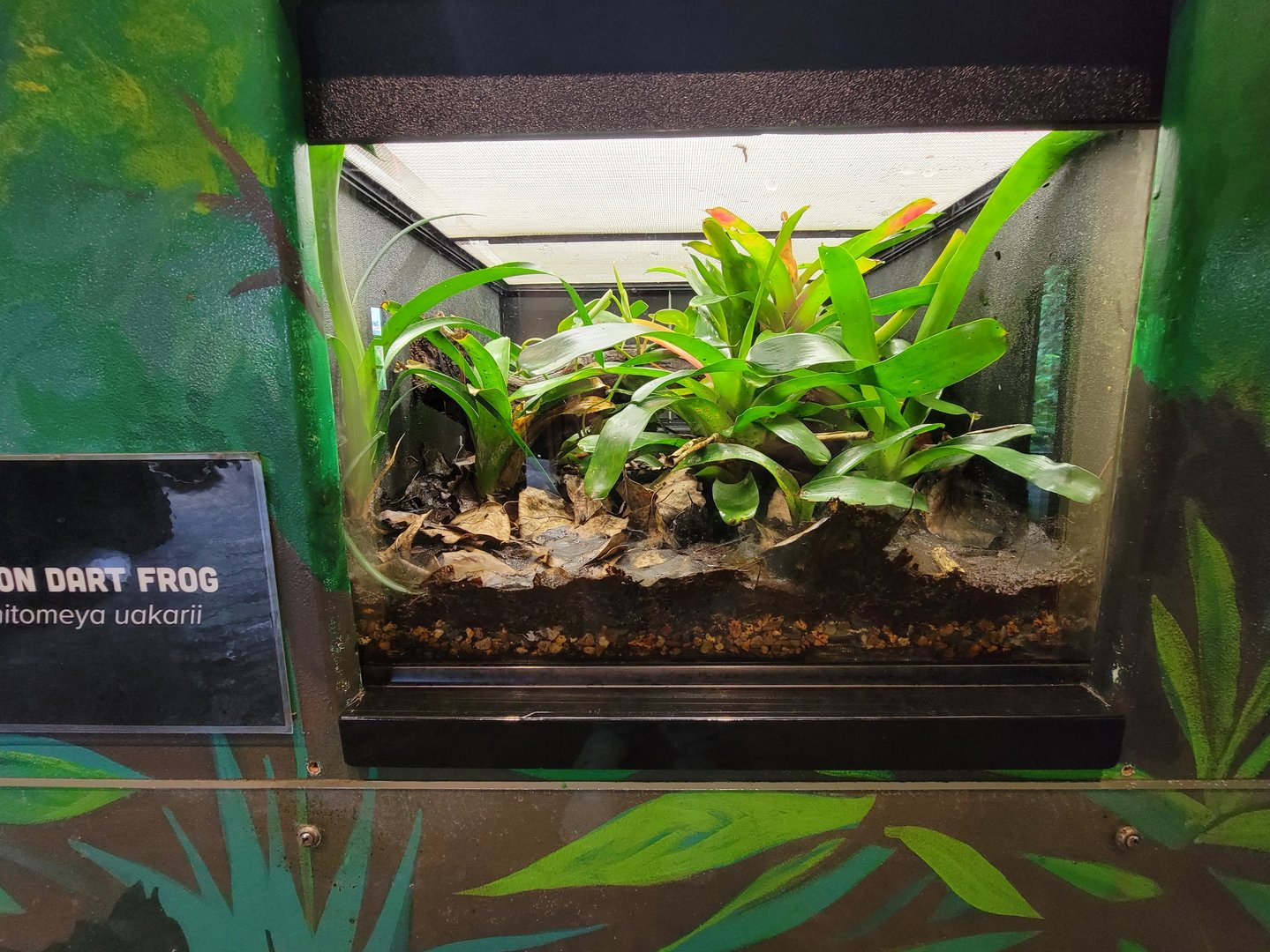 Toledo - Reptile House, Ranitomeya uakarii poison dart frog