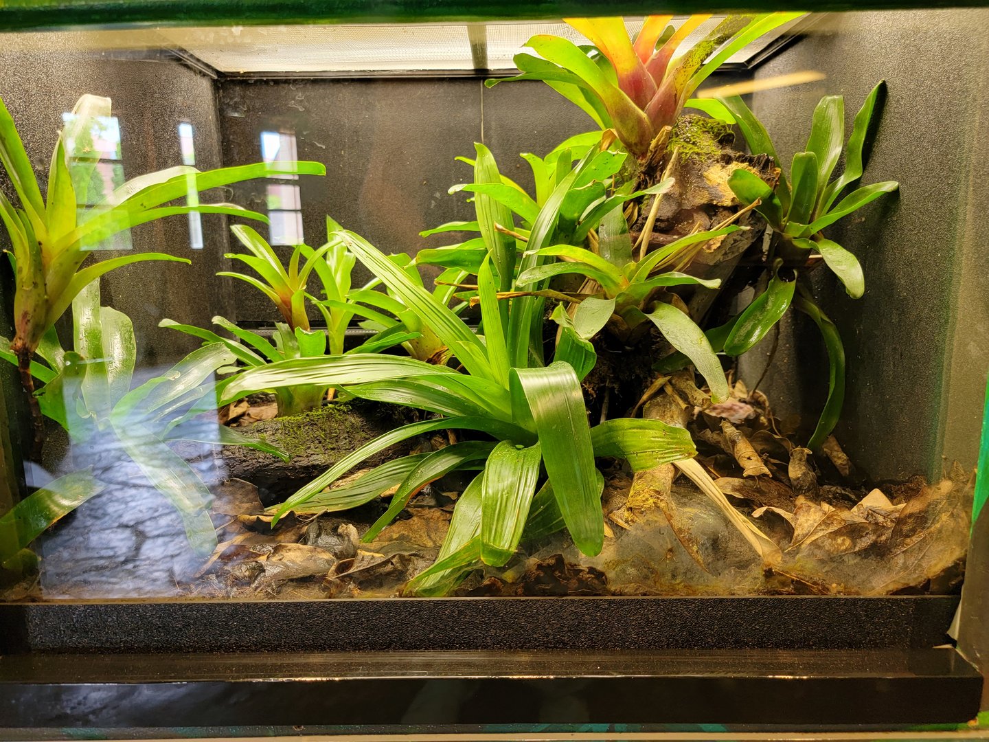 Toledo - Reptile House, Red-backed poison dart frog