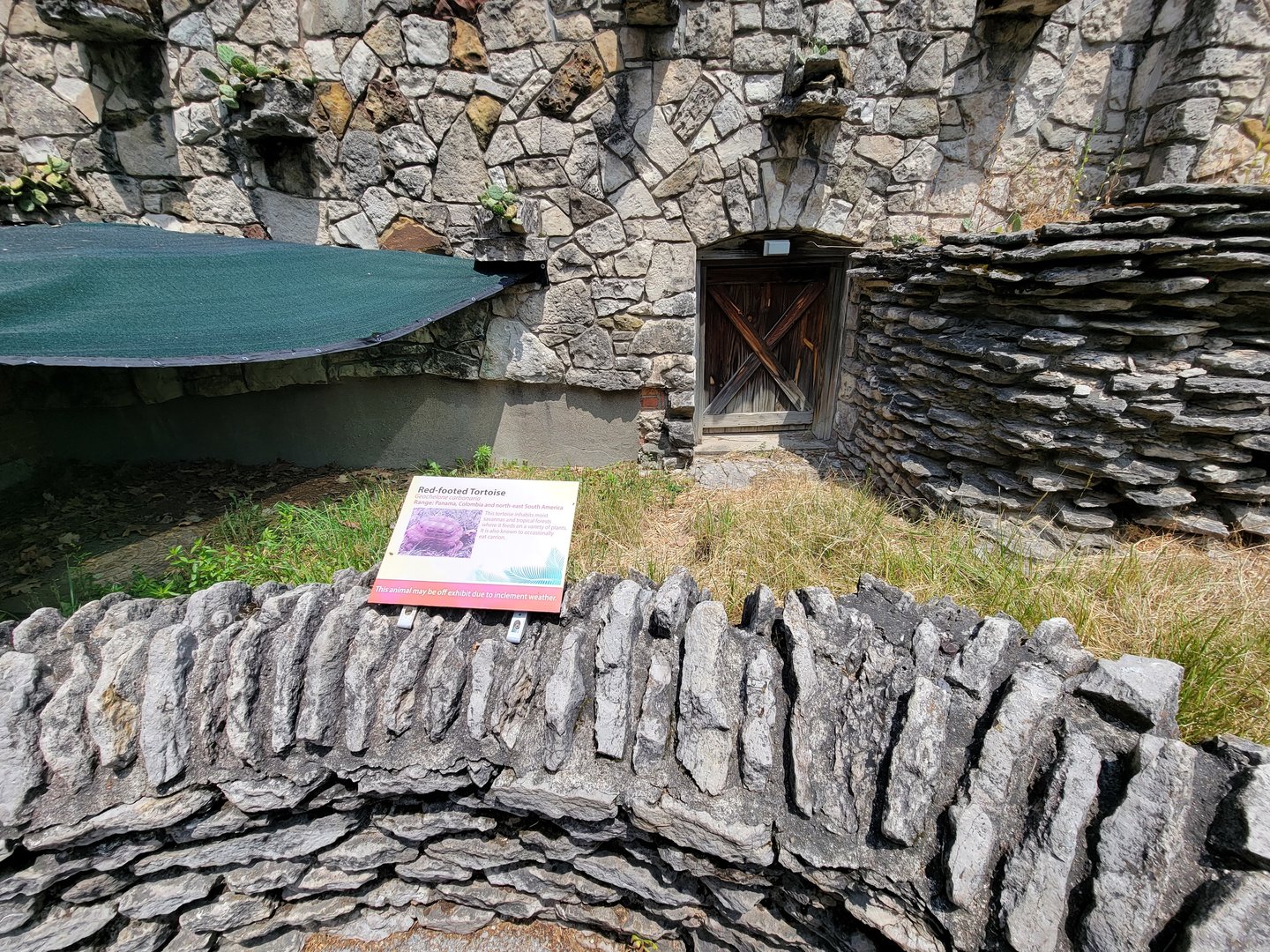 Toledo - Reptile House, Red-footed tortoise