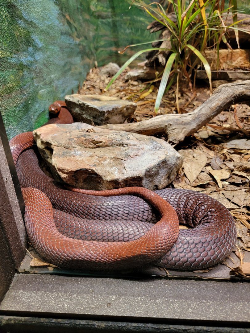 Toledo - Reptile House, Red spitting cobra shades