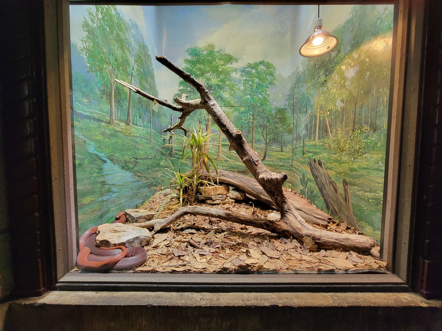 Toledo - Reptile House, Red spitting cobra