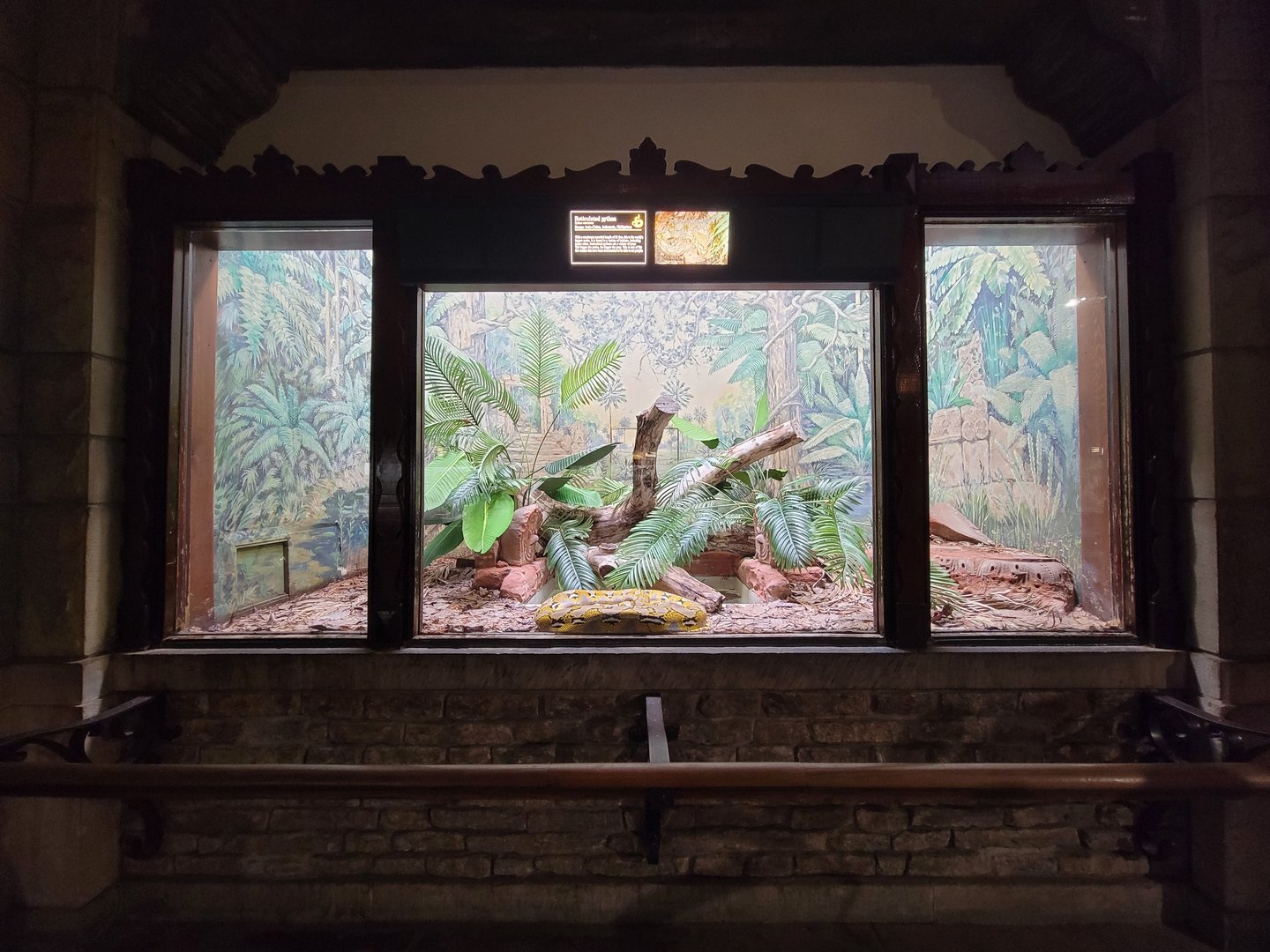 Toledo - Reptile House, Reticulated python