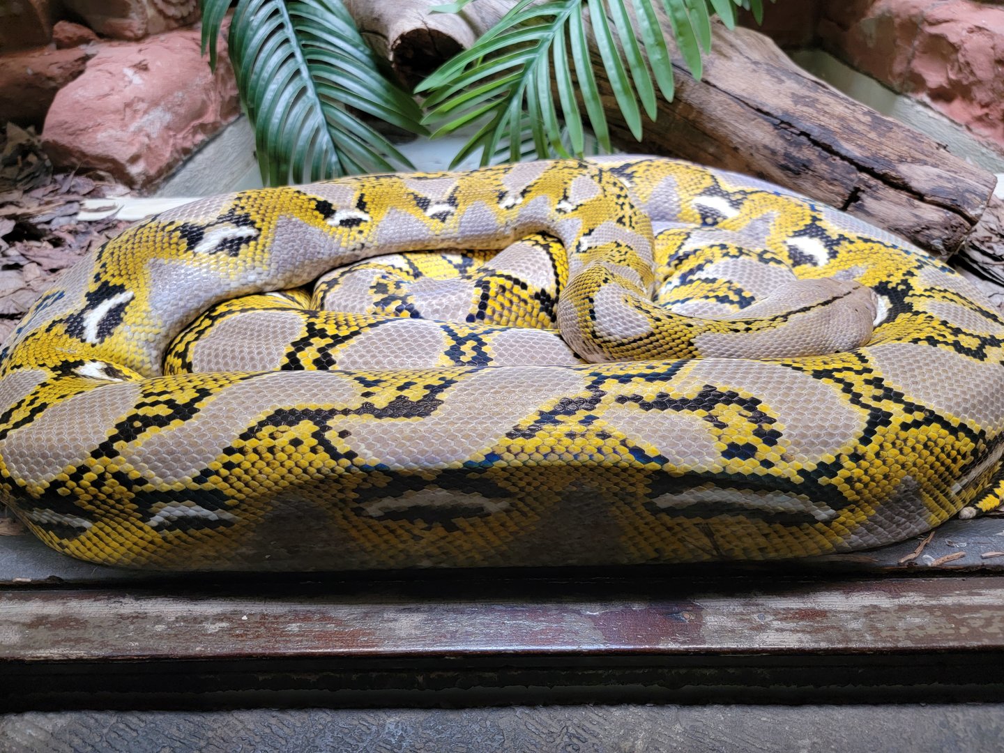 Toledo - Reptile House, Reticulated python