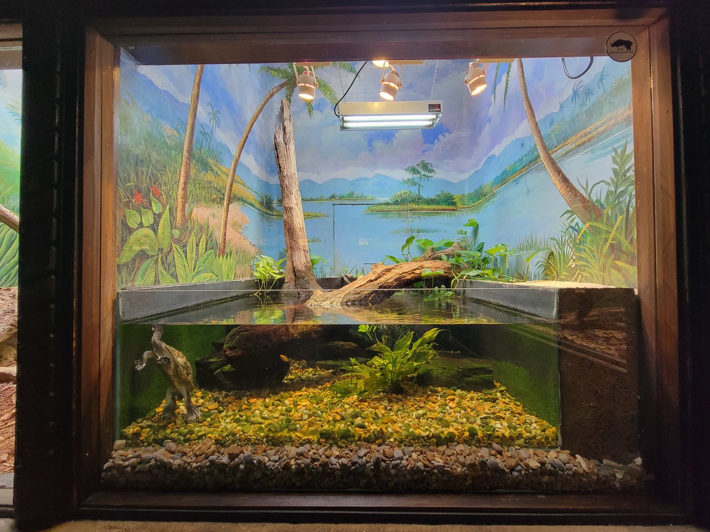 Toledo - Reptile House, Roti Island snake-necked turtle