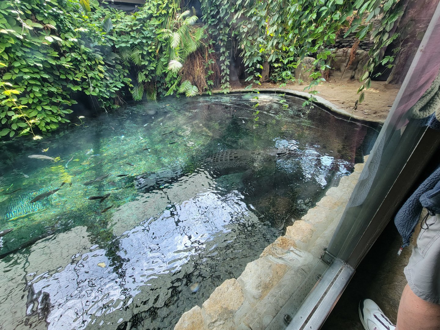 Toledo - Reptile House, Saltwater crocodile