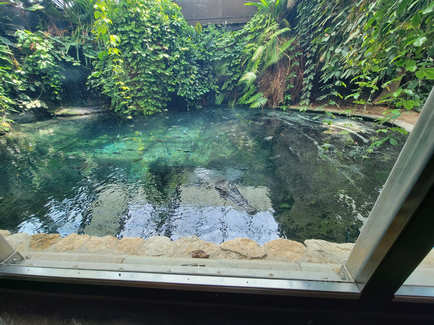 Toledo - Reptile House, Saltwater crocodile