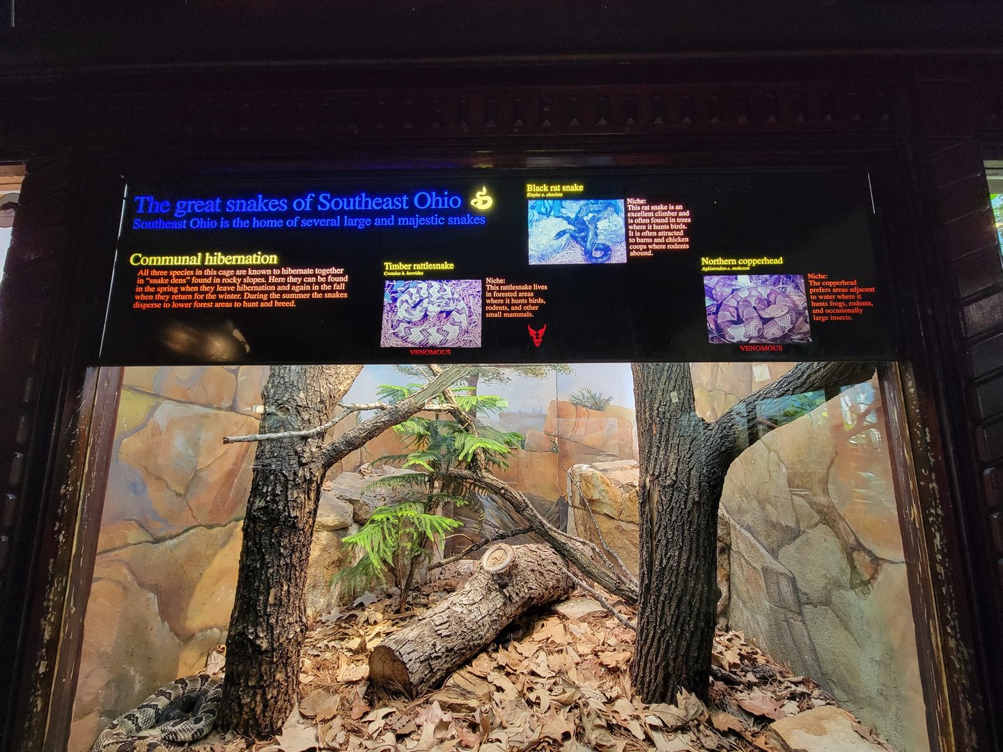 Toledo - Reptile House, Snakes of northeast Ohio - Timber rattlesnake, black rat snake, northern copperhead