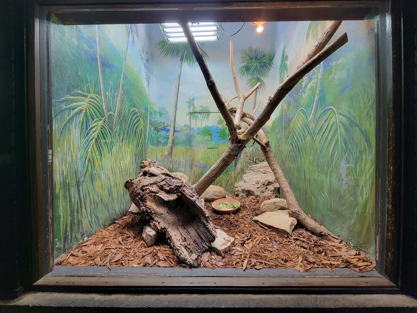 Toledo - Reptile House, Solomon Islands skink