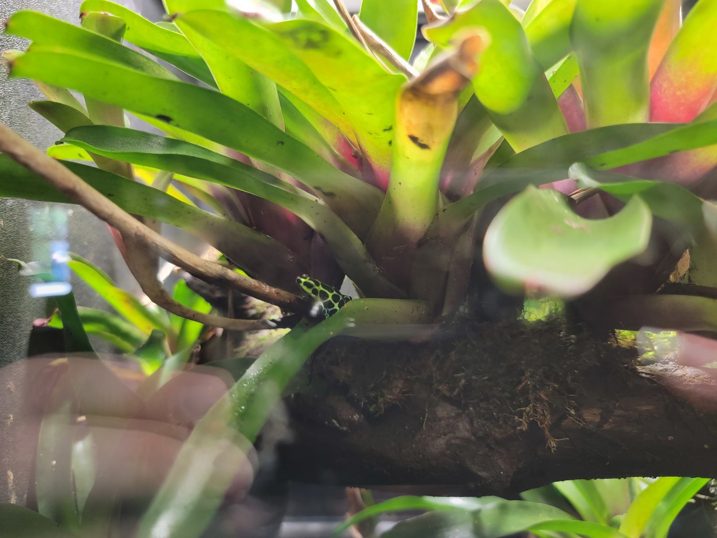 Toledo - Reptile House, Splashback poison dart frog