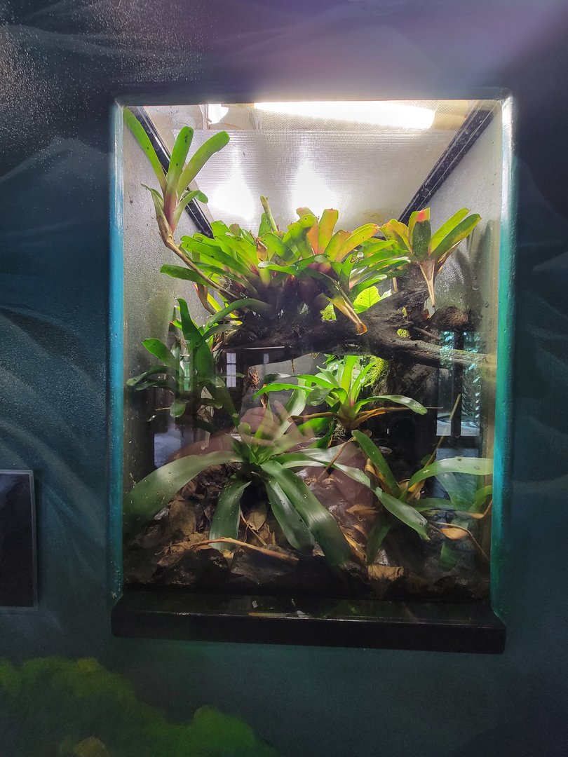 Toledo - Reptile House, Splashback poison dart frog