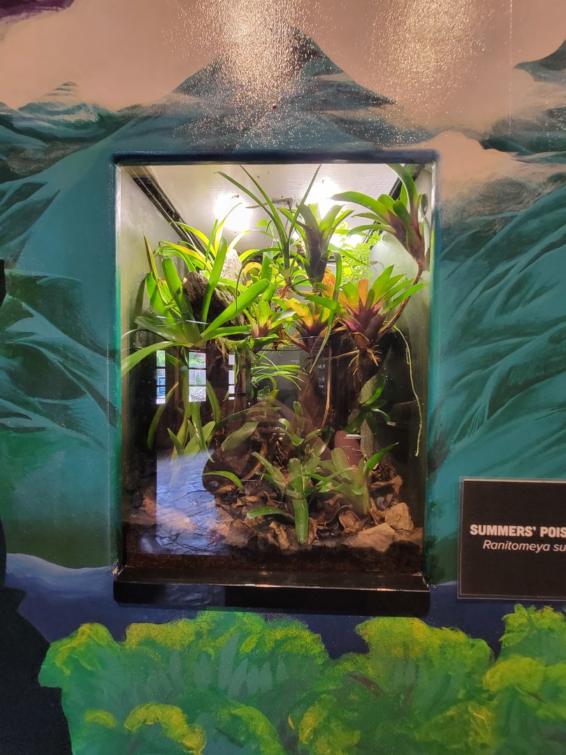 Toledo - Reptile House, Summers' poison dart frog
