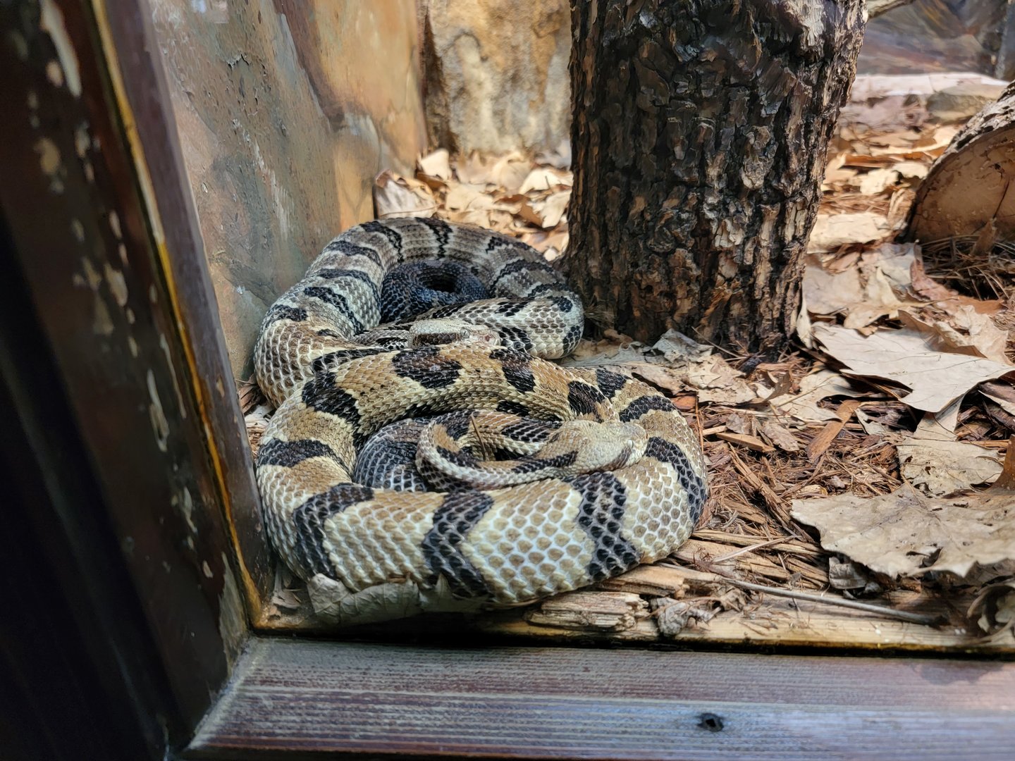 Toledo - Reptile House, Timber rattlesnake