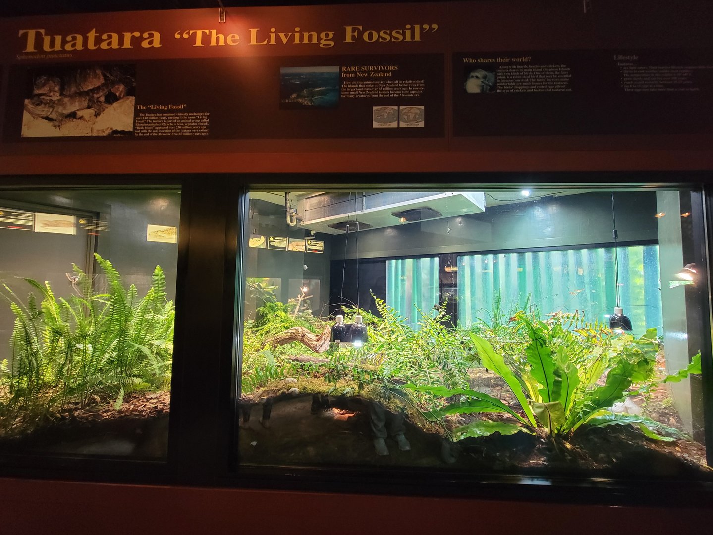 Toledo - Reptile House, Tuatara