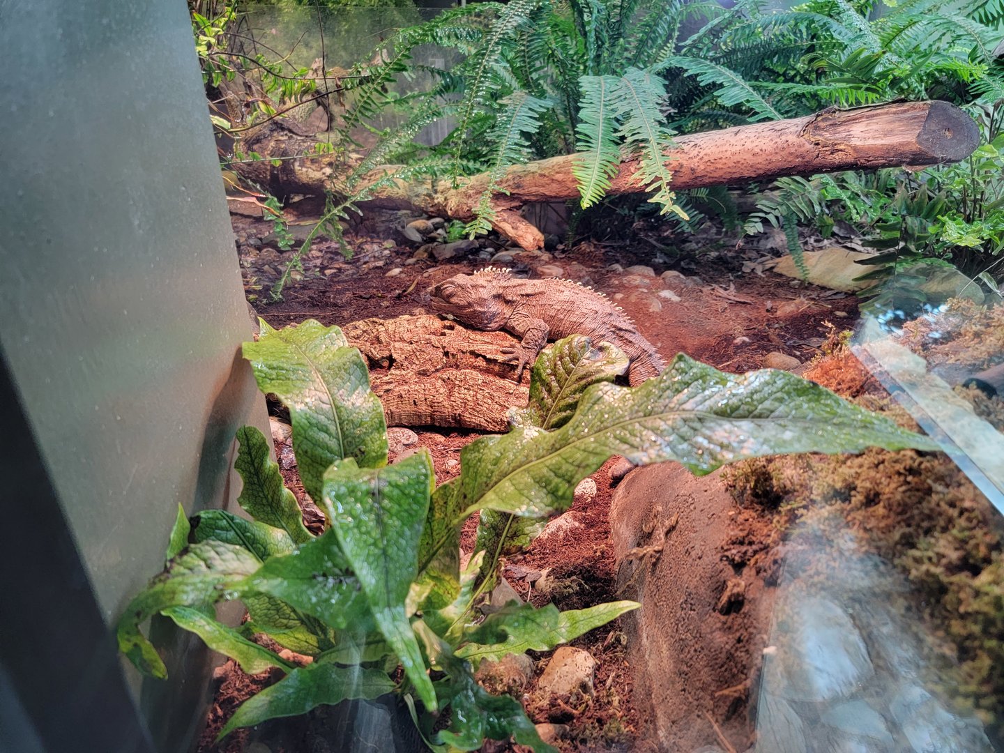 Toledo - Reptile House, Tuatara