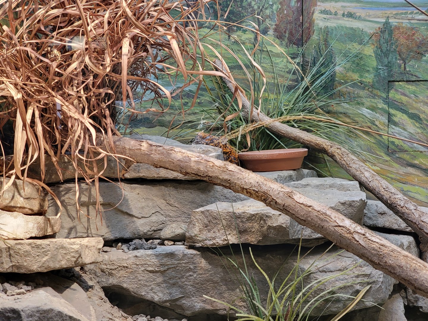 Toledo - Reptile House, Uromastyx species