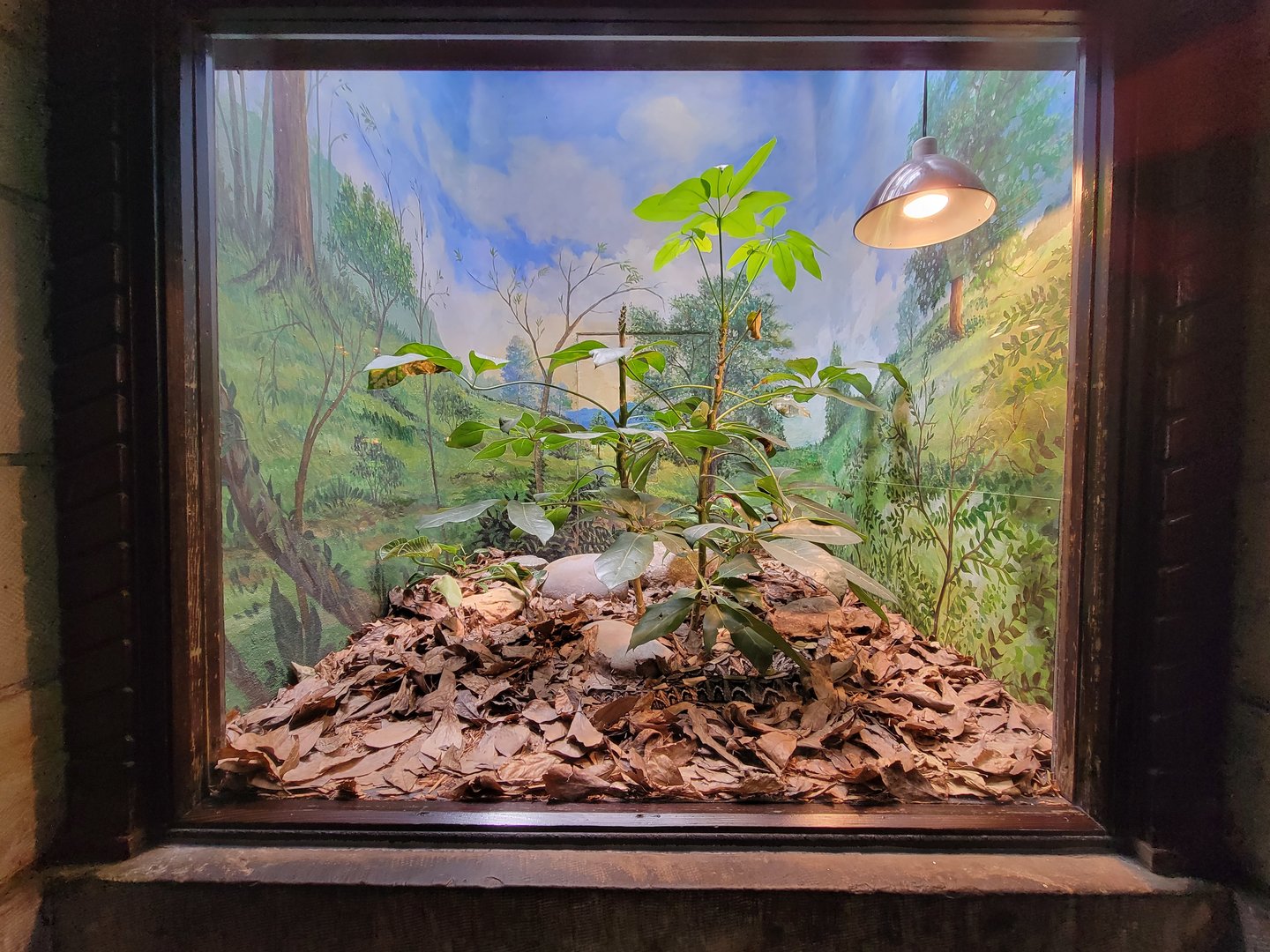 Toledo - Reptile House, West African gaboon viper