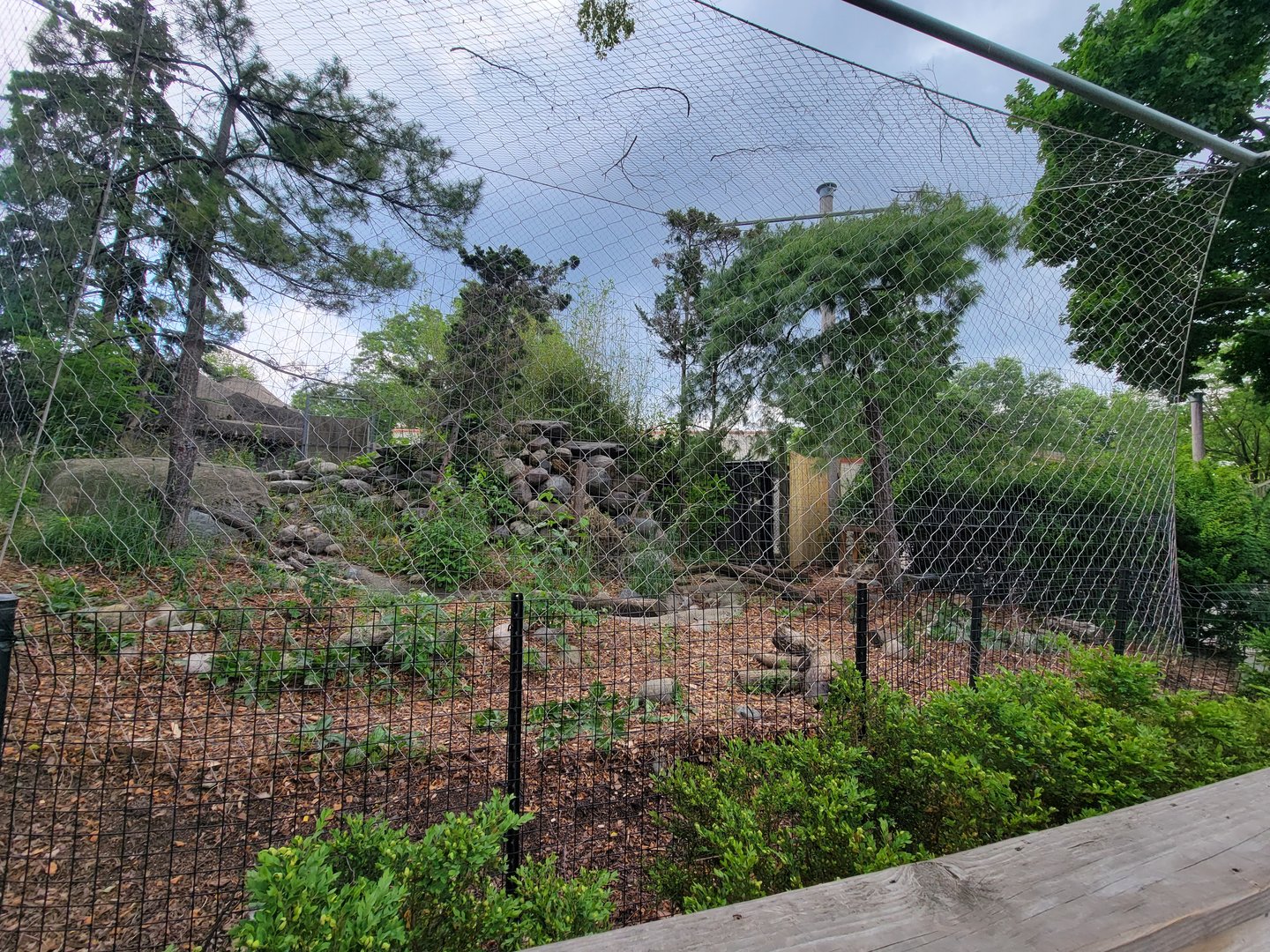 Toledo - Snow leopard