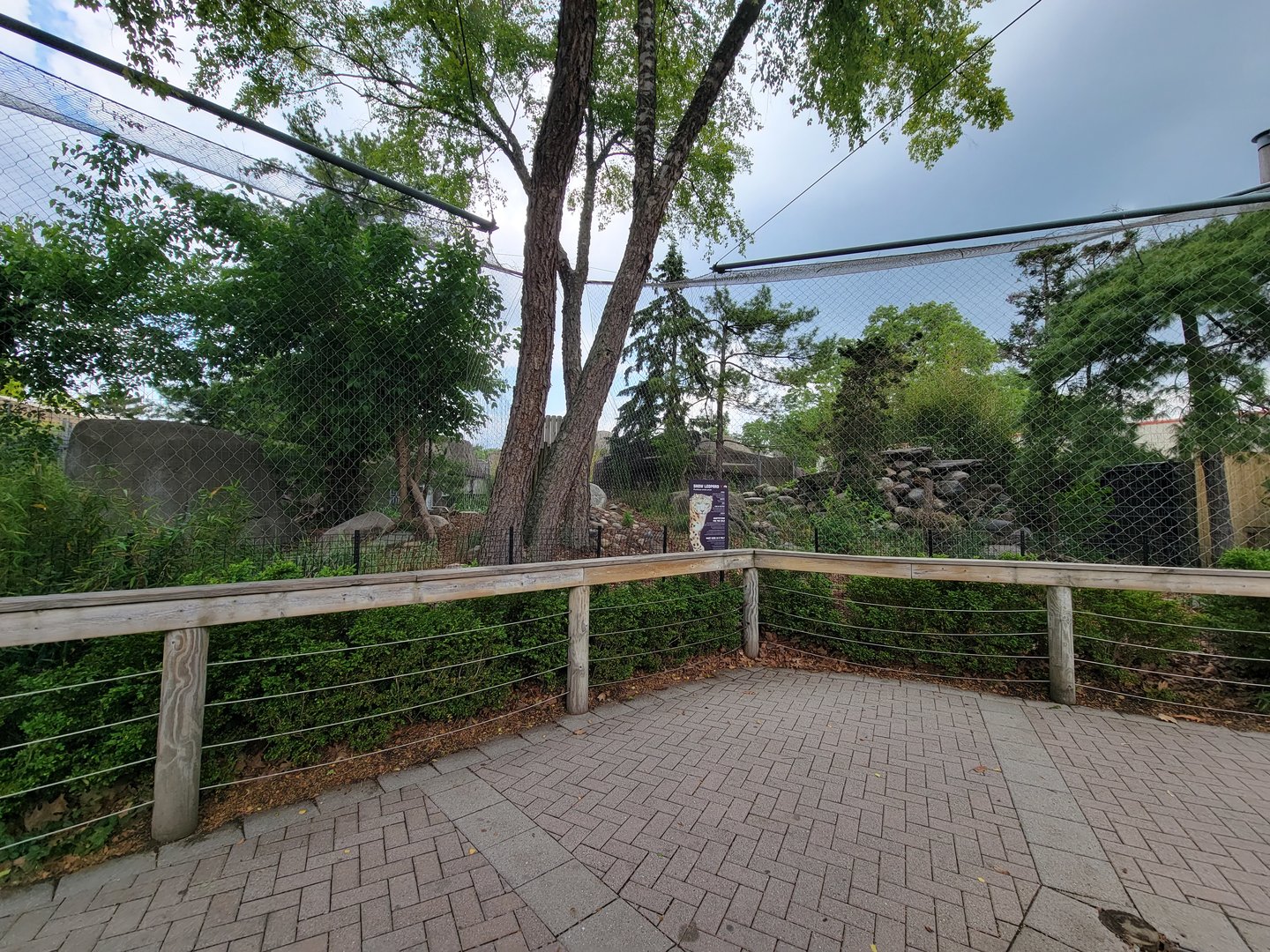 Toledo - Snow leopards