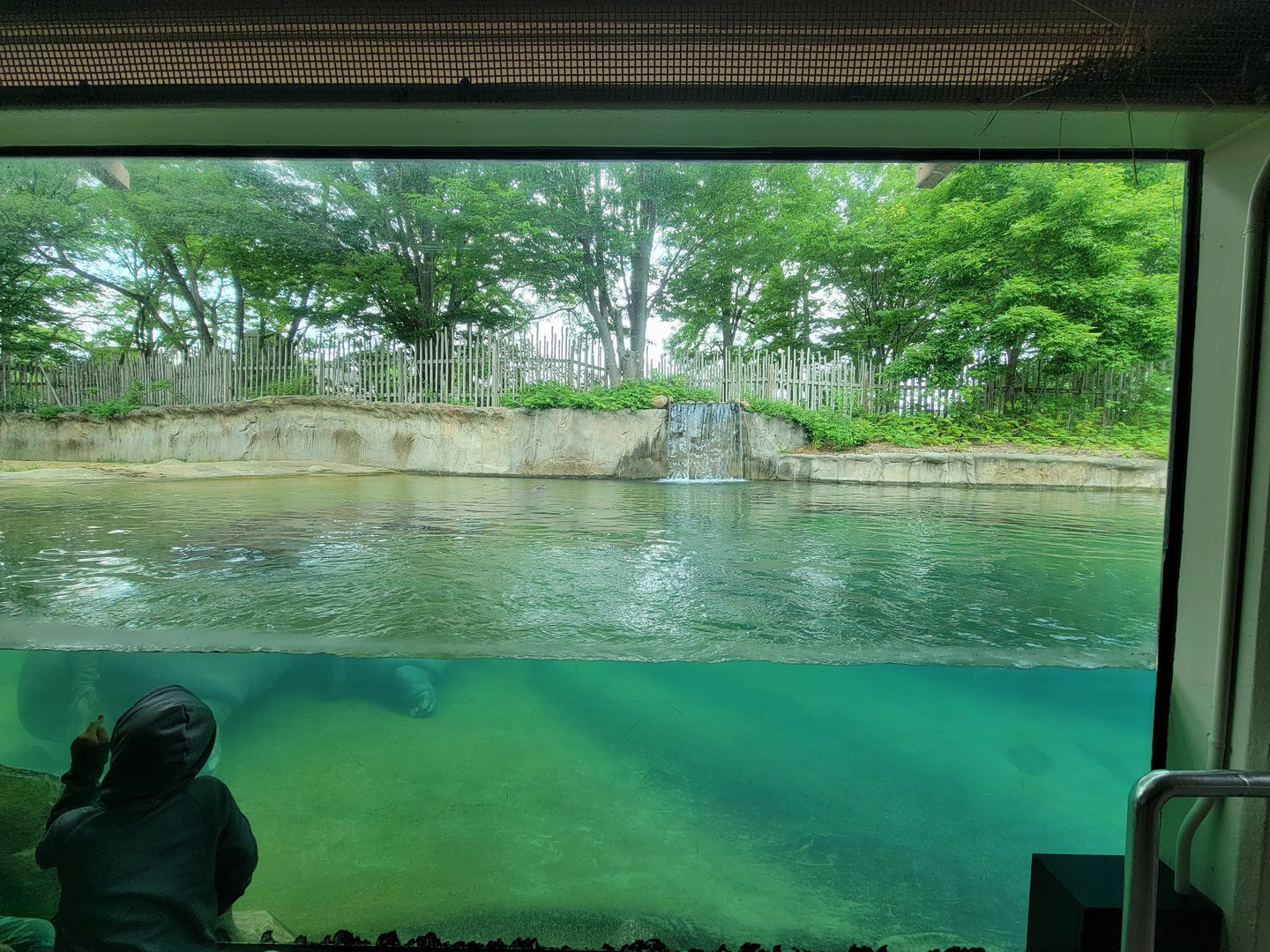 Toledo - Tembo Trail, Hippopotamus