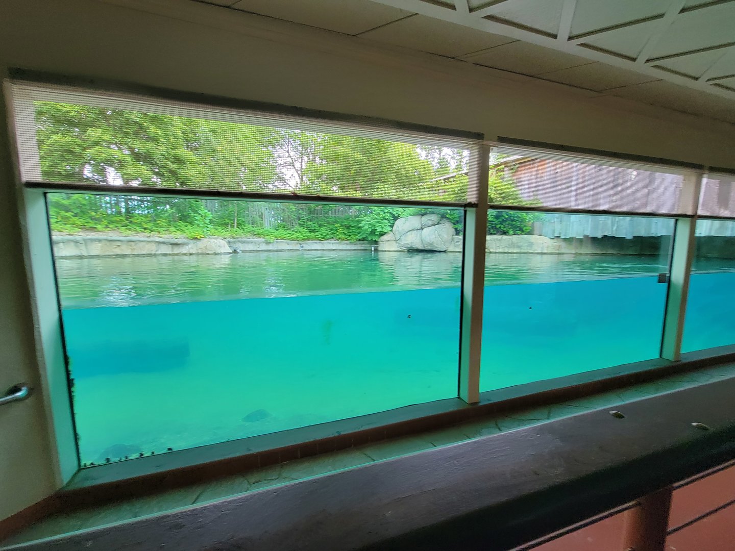 Toledo - Tembo Trail, Hippopotamus