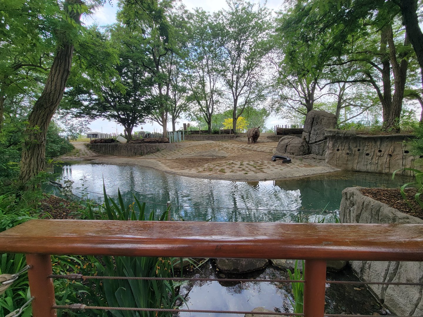 Toledo - Tembo Trail, Indian rhinoceros