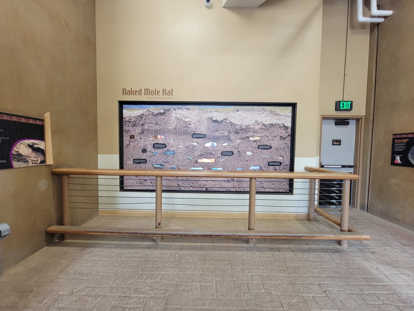 Toledo - Tembo Trail, Naked mole rats (African elephants indoor viewing)