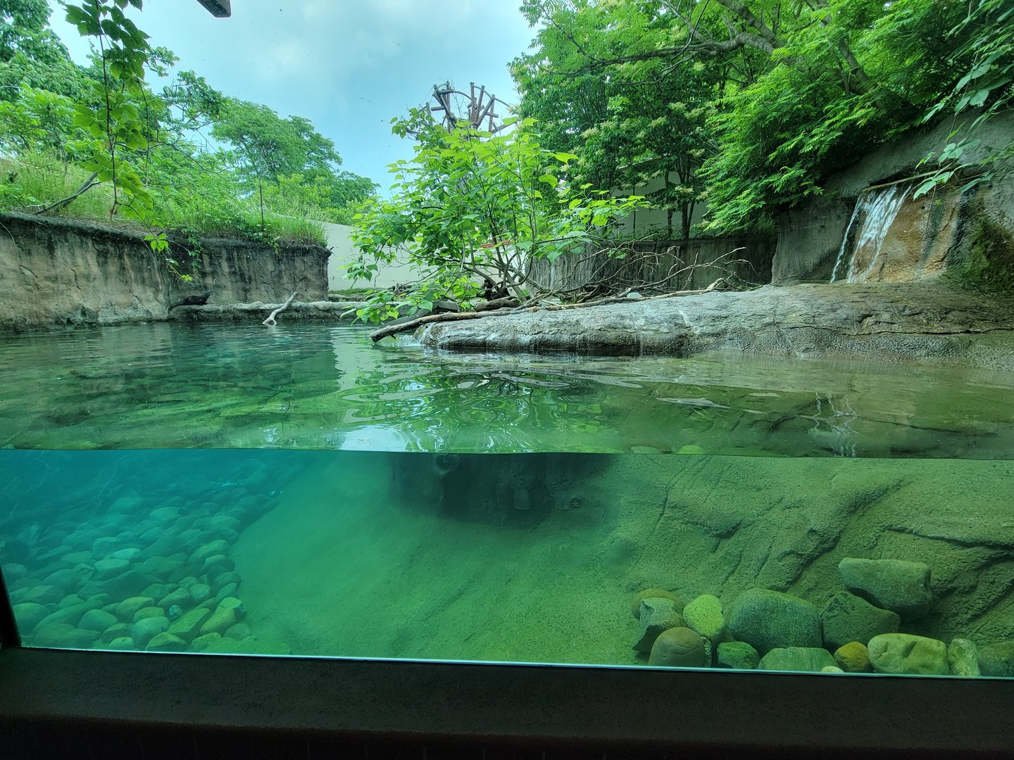 Toledo - Tembo Trail, North American river otter