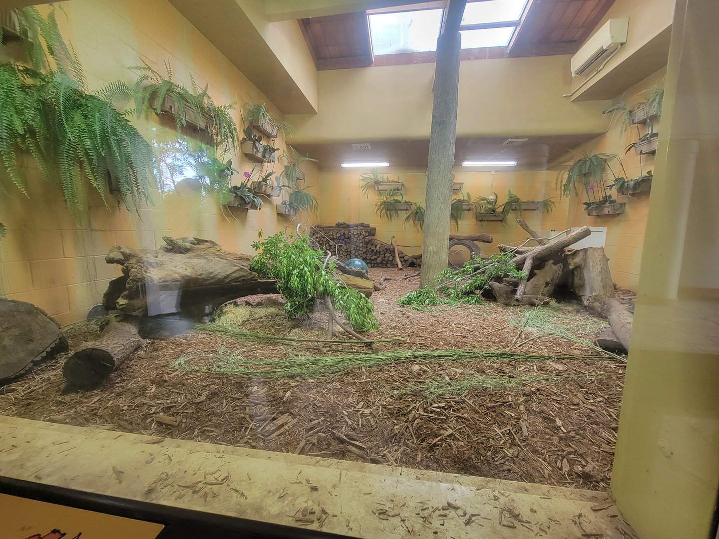 Toledo - Tembo Trail, Tasmanian devils