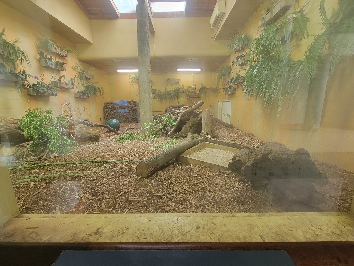 Toledo - Tembo Trail, Tasmanian devils