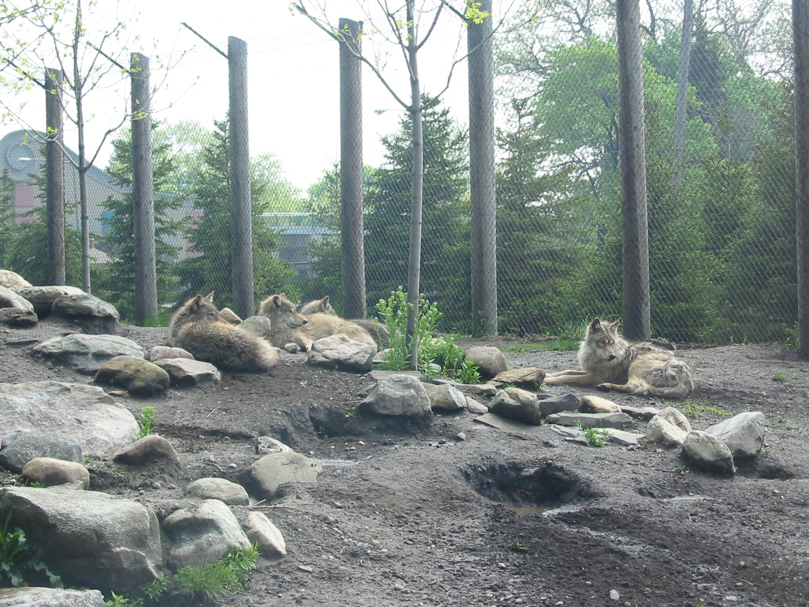 Toledo Zoo 2003 - Gray Wolf enclosure