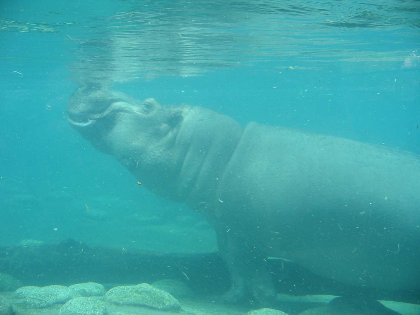 Toledo Zoo 2003 - Hippopotamus in crystal clear water