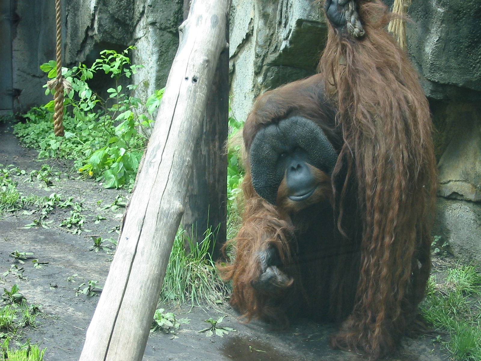 Toledo Zoo 2003 - Orangutan in Kingdom of the Apes