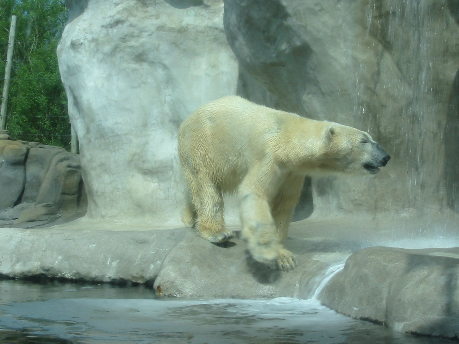 Toledo Zoo 2003 - Polar Bear