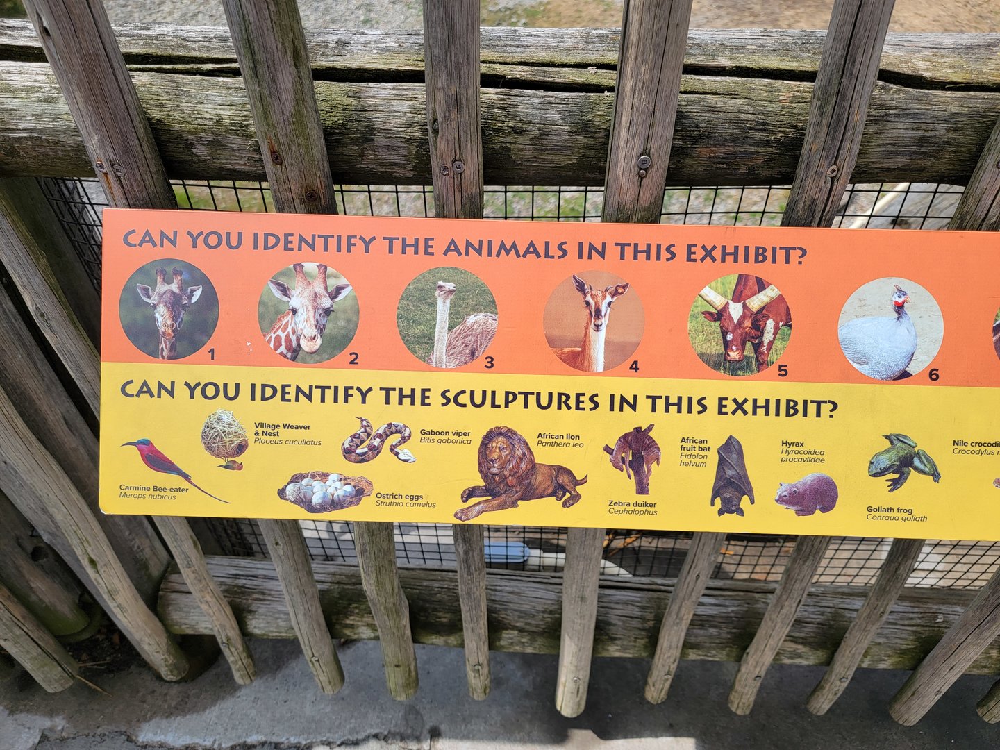 Toledo Zoo, Africa! - Animals and sculptures