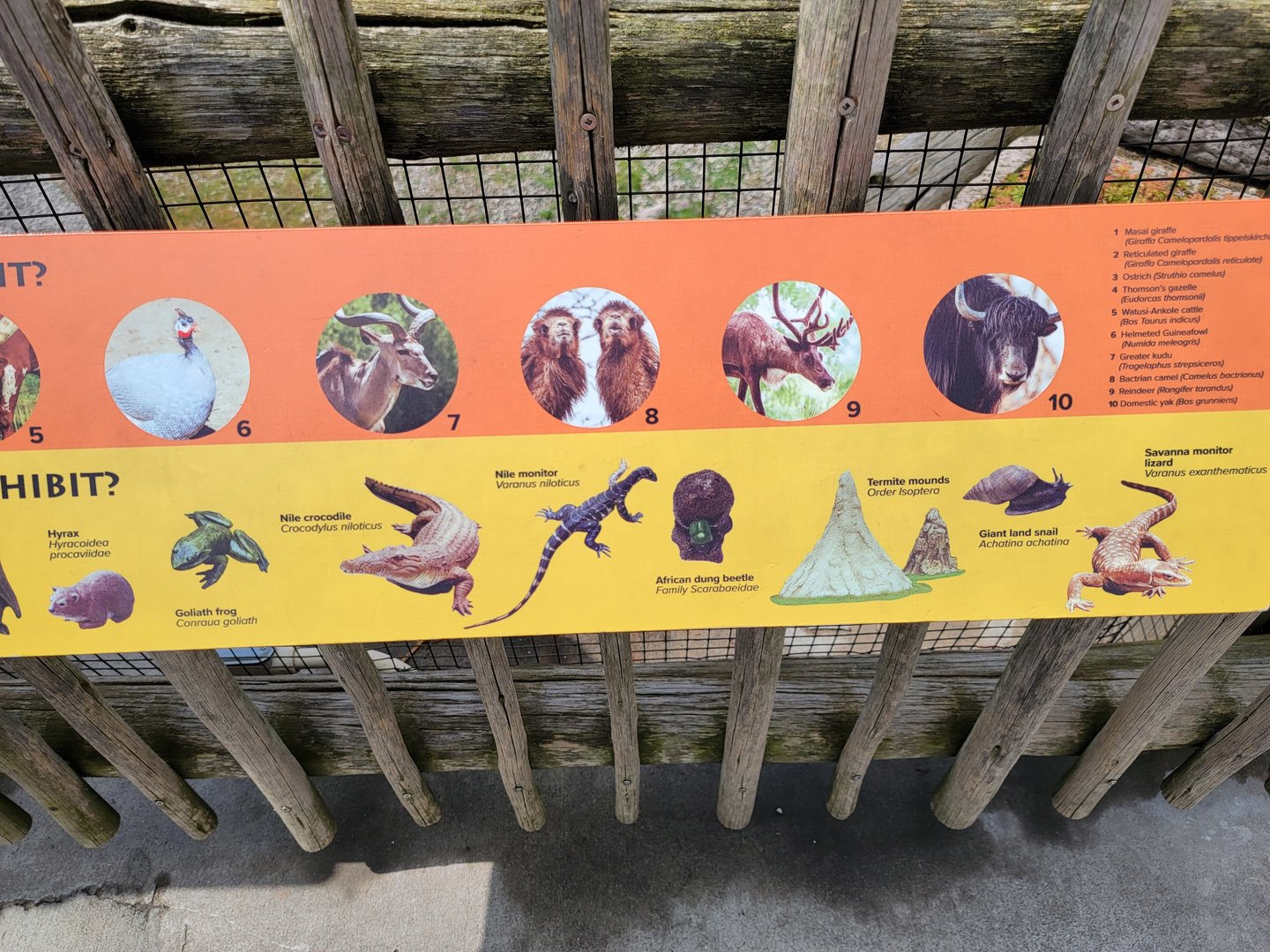 Toledo Zoo, Africa! - Animals and sculptures