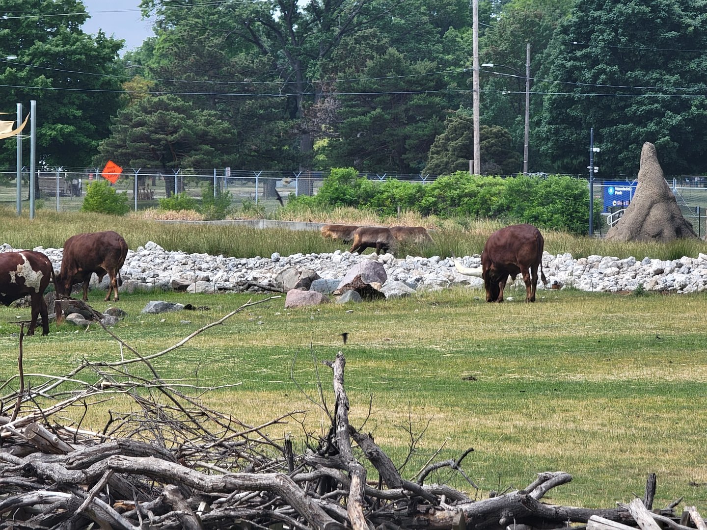 Toledo Zoo, Africa! - Ankole-Watusi and reindeer