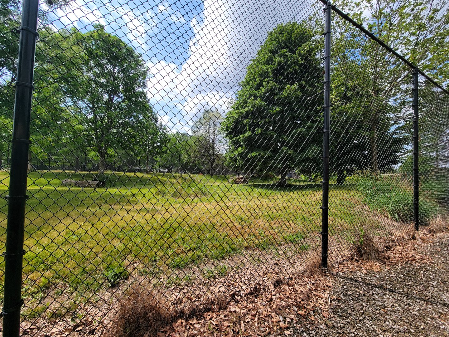 Toledo Zoo, Africa! - Cheetah yard from train