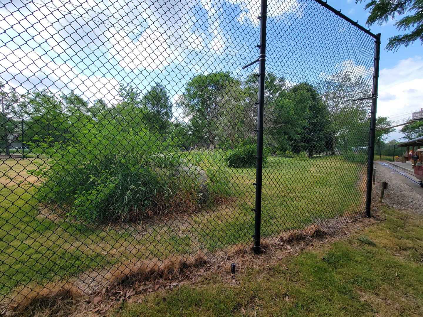 Toledo Zoo, Africa! - Cheetah yard from train